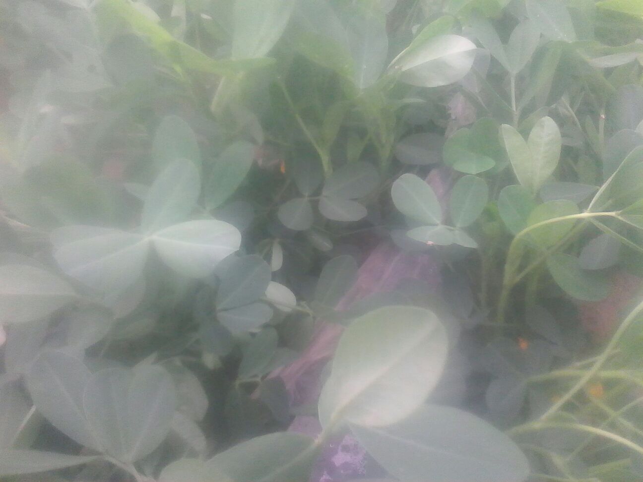 河南平顶山市叶县鲜花生 鲜货 带壳批发_王东