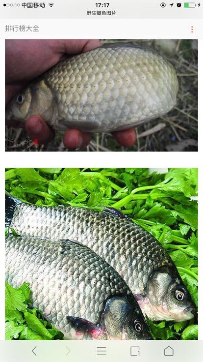 杂交鲫鱼