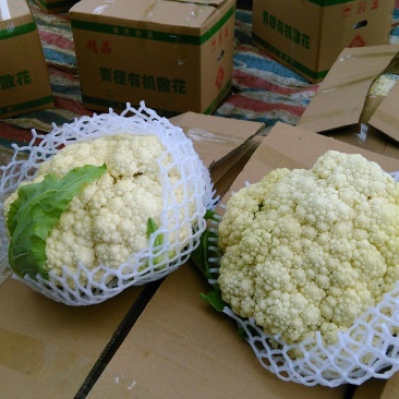 菜花1斤松散乳白