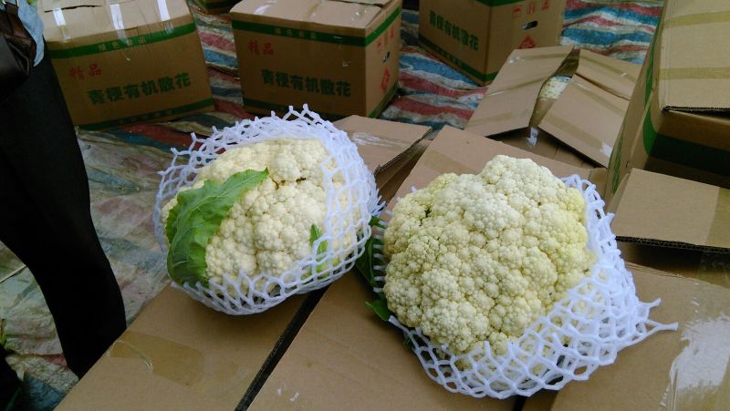 菜花1斤松散乳白