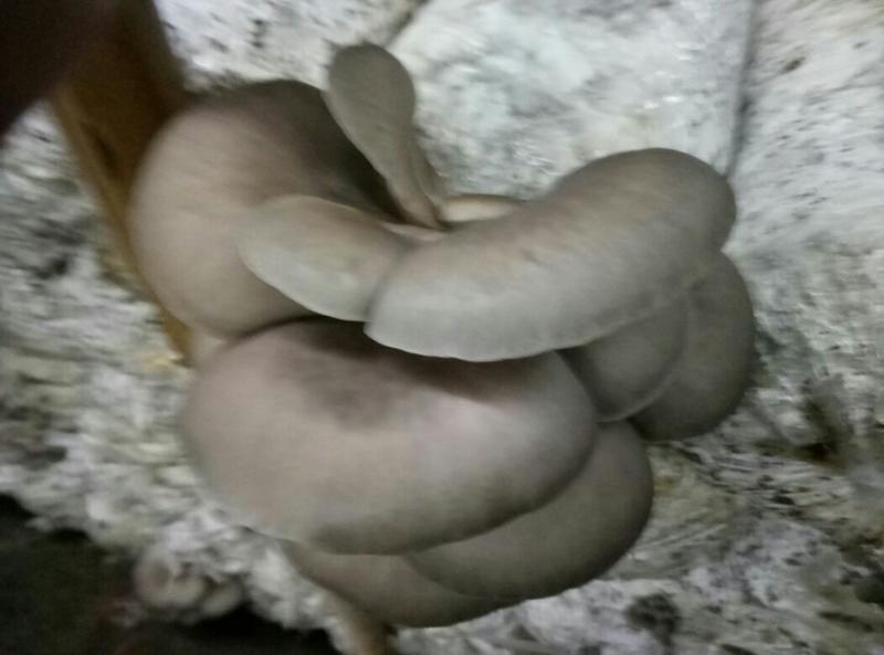 蘑菇平菇灰平菇黑平菇