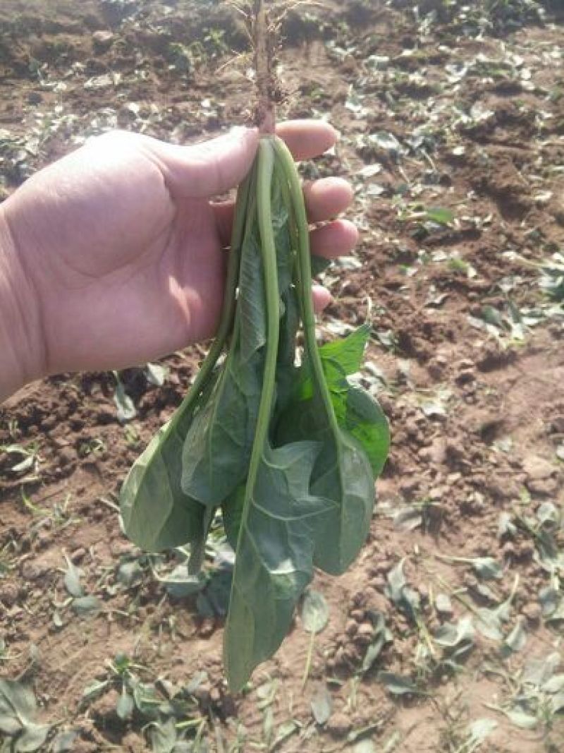 大叶菠菜25~30厘米