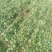 菠菜10~15厘米