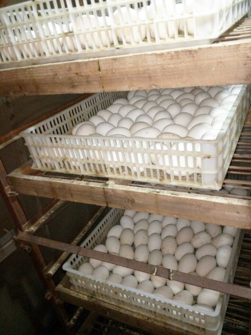 乌錝鹅苗250g以下