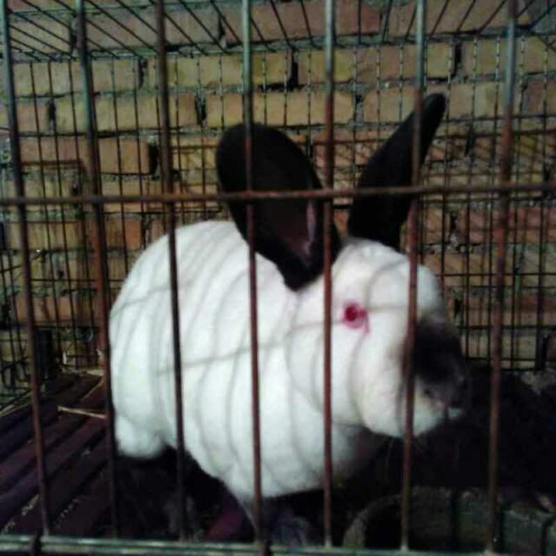 种兔2~3kg