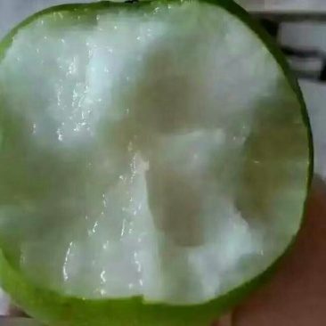 皇冠梨100~150g光果