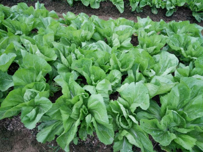 包心芥菜5两以上