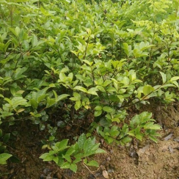 茶梅苗20~30cm