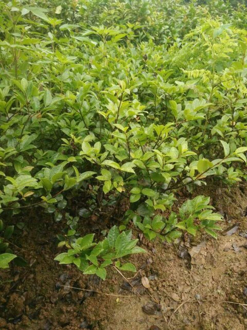 茶梅苗20~30cm