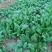 越冬菠菜15~20厘米