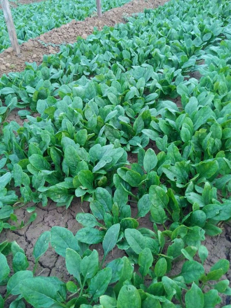 越冬菠菜15~20厘米