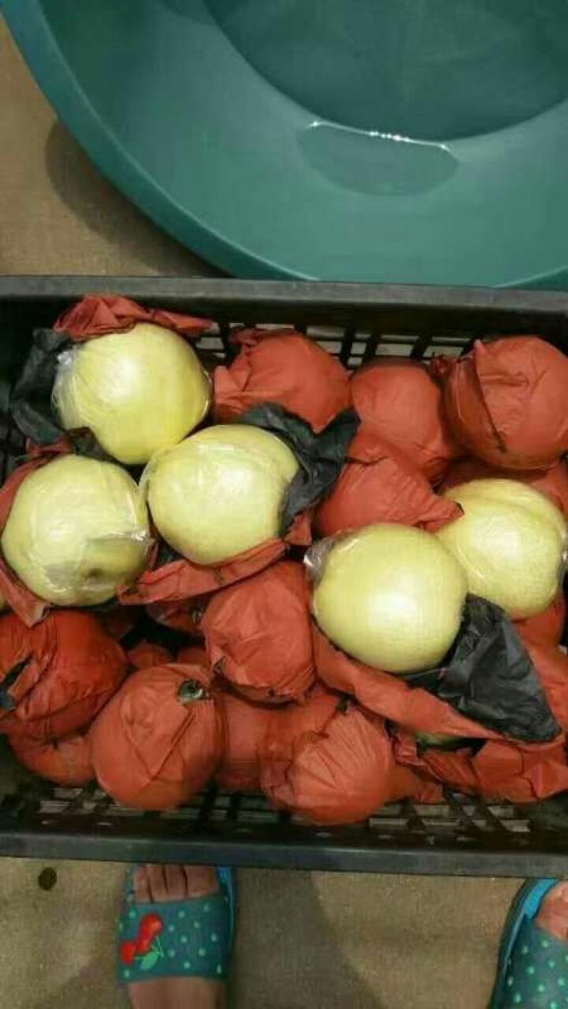 黄金梨纸加膜