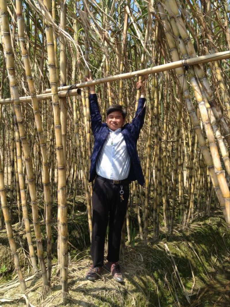 广西玉林市博白县黑皮甘蔗