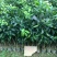三红蜜柚苗1cm以上0.5~0.8m