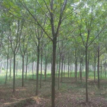 速生白蜡6~8cm8~10cm