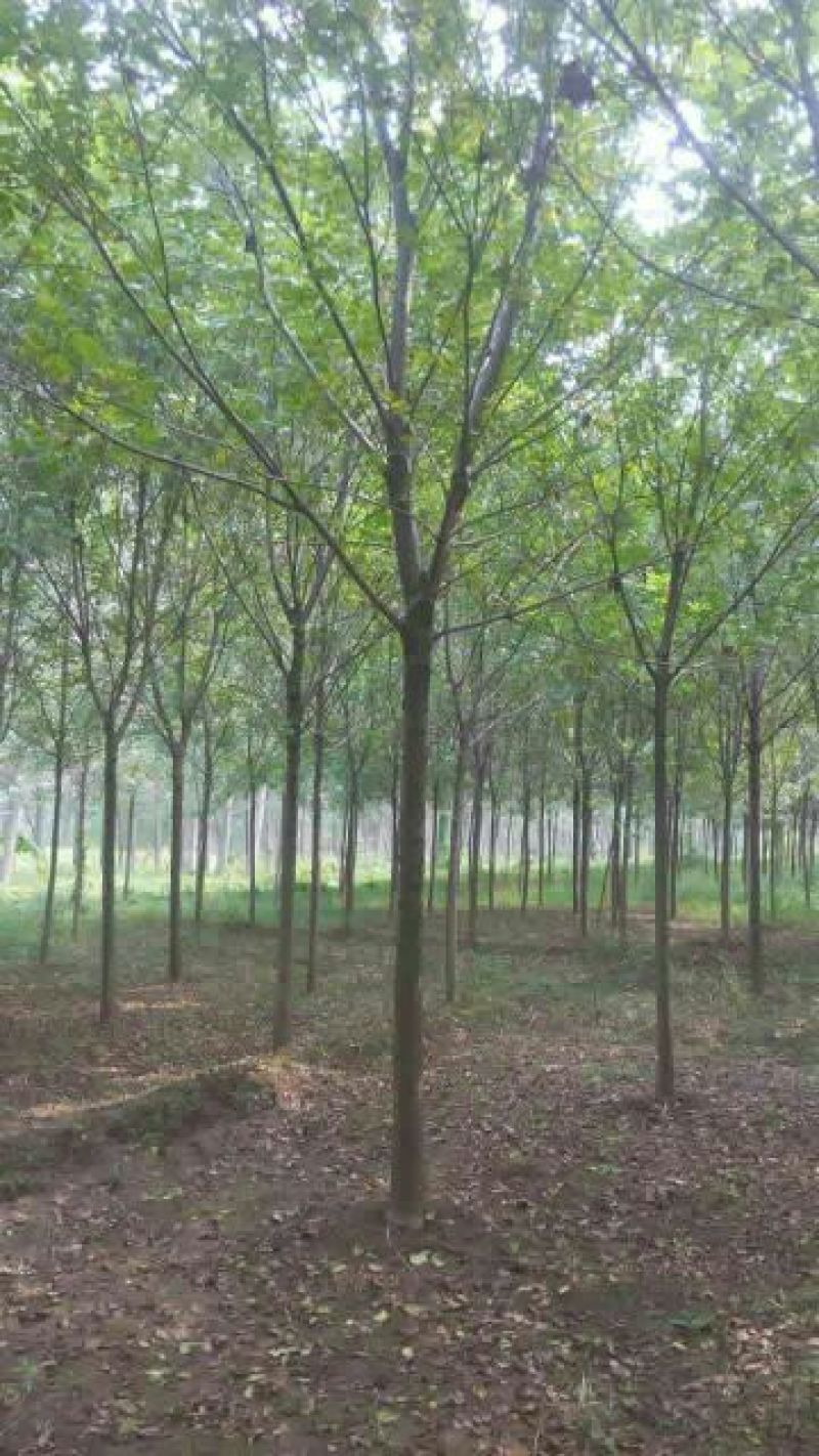 速生白蜡6~8cm8~10cm