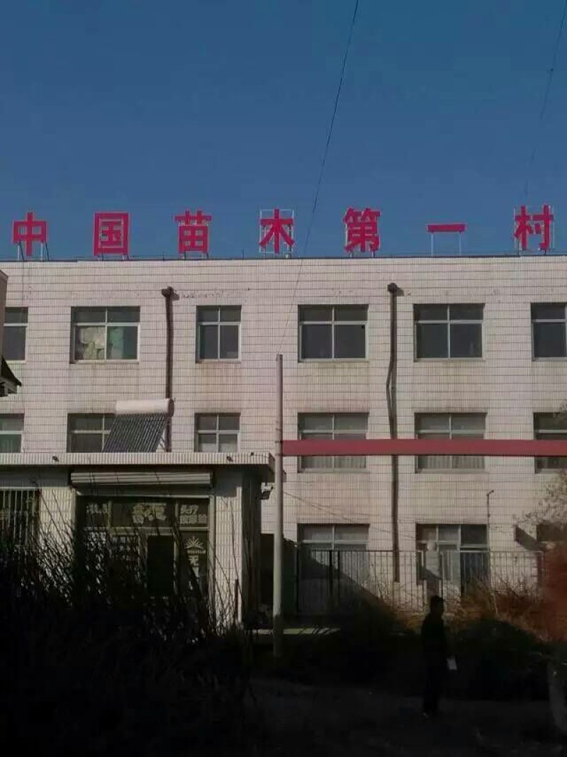皇冠梨树苗0.8cm一棵也是批发价格，清地处理中，