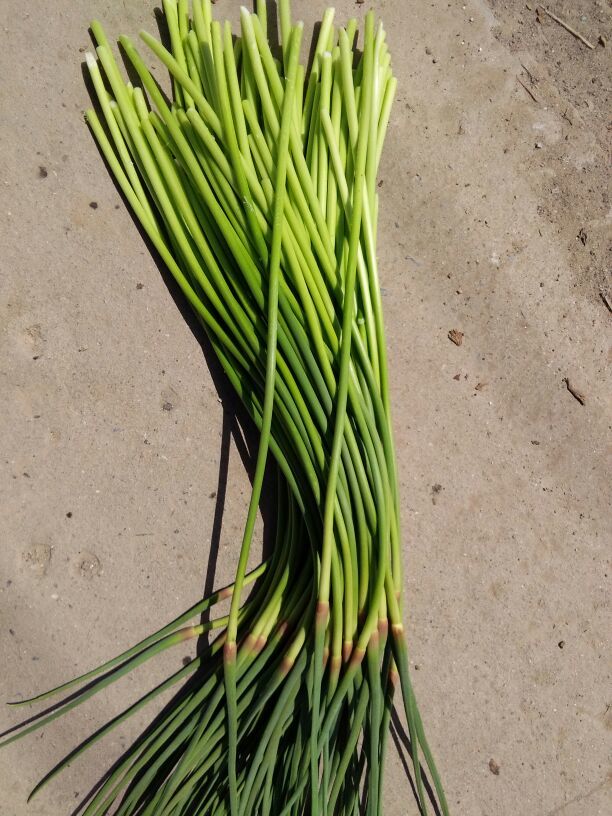 蒜苔河北保定博野县_批发_供应-一亩田农业网