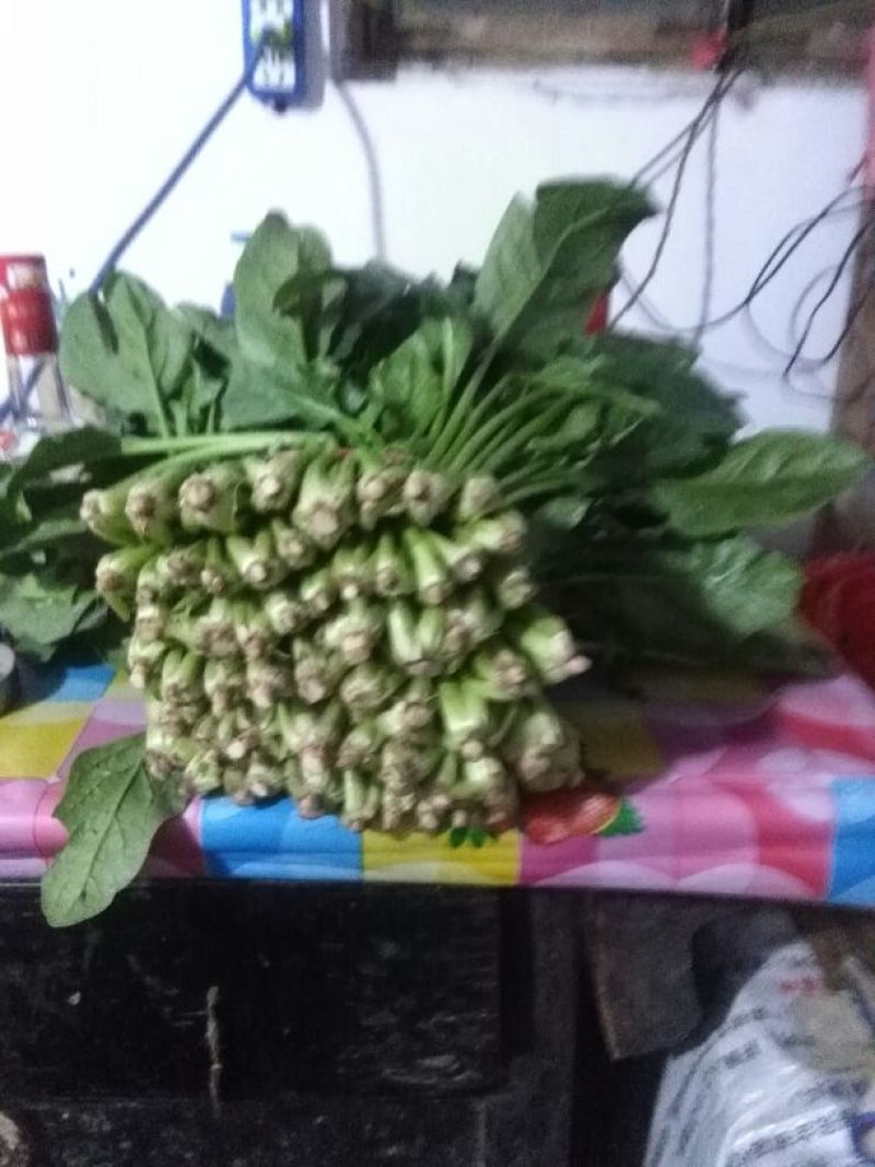 越冬菠菜25~30厘米