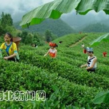 五峰绿茶