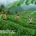 五峰绿茶