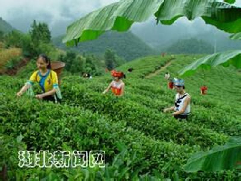 五峰绿茶