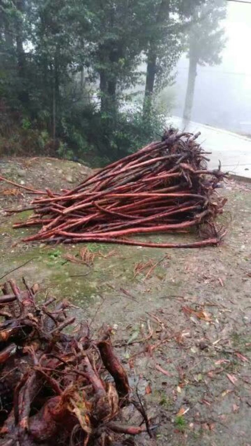 核桃树
