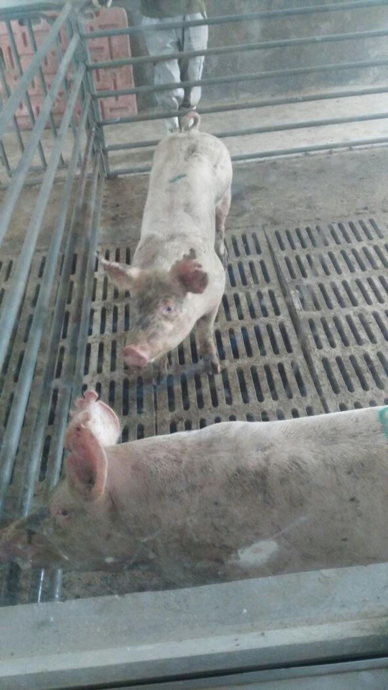 杜洛克长白大白猪场种母猪供应之中75~95kg