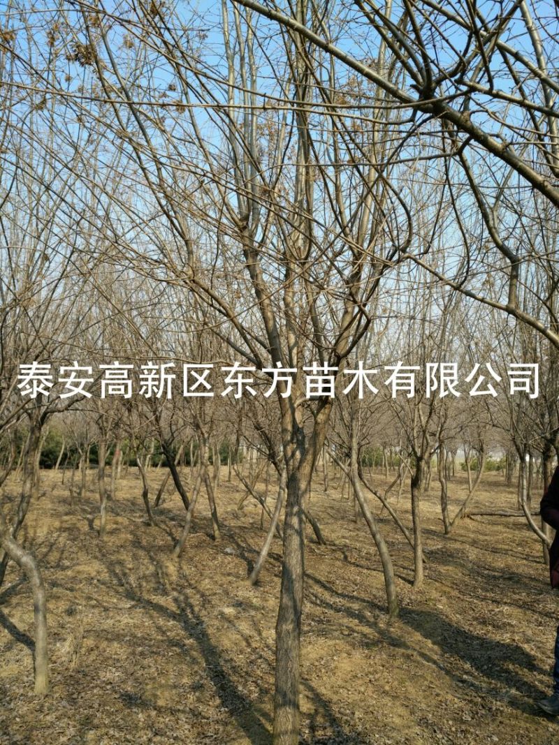 暴马丁香10~12cm8~10cm3.5~4米