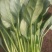 黑叶菠菜25~30厘米
