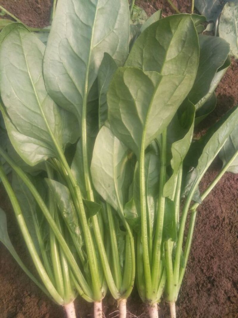 黑叶菠菜25~30厘米