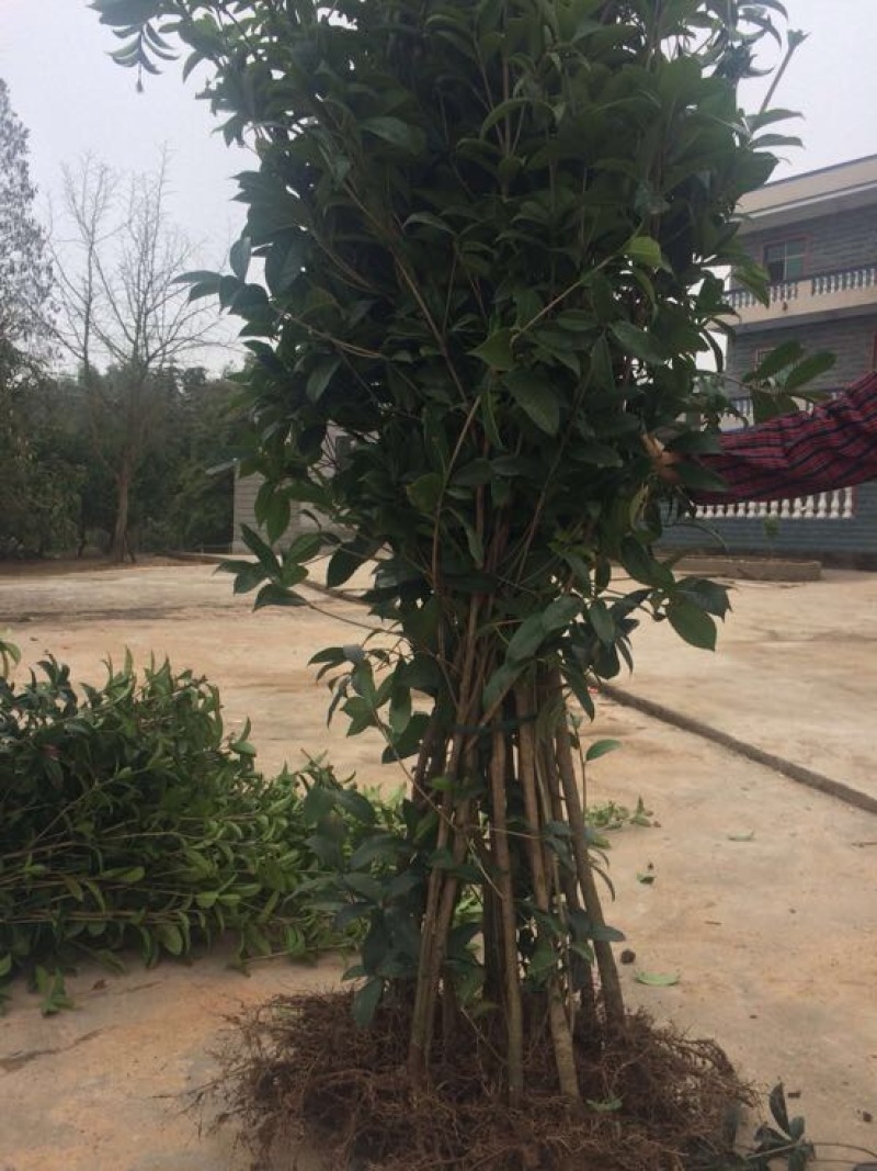 桂花树