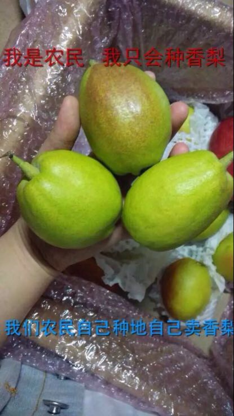 库尔勒香梨