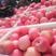 【实拍图】红富士苹果产地批发价格80mm以上产地批发！