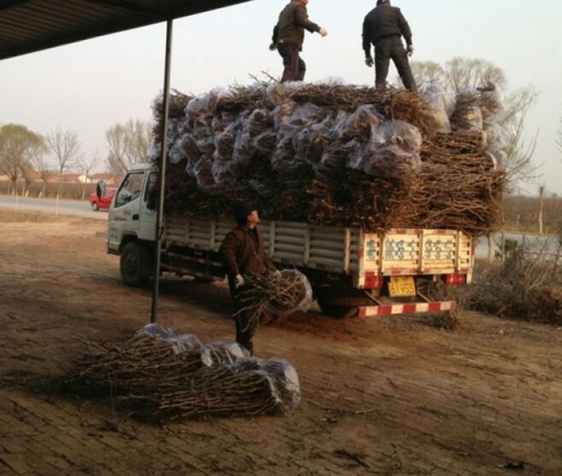 枣树苗嫁接枣树活苗当年结果南方北方庭院种植盆栽地栽特大枣