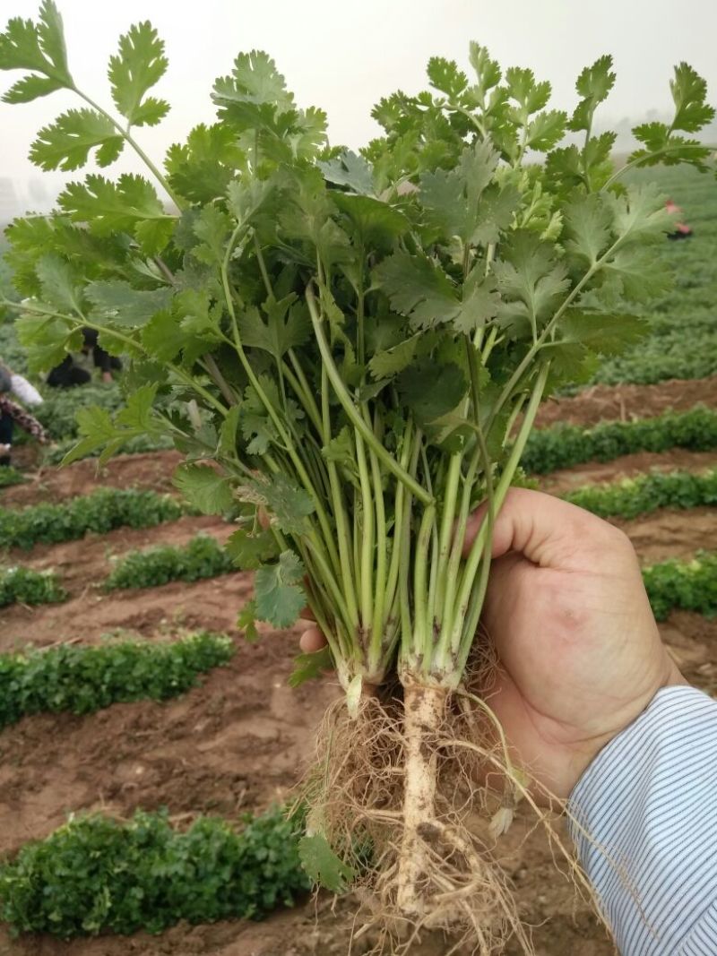 小叶香菜25~30厘米以上