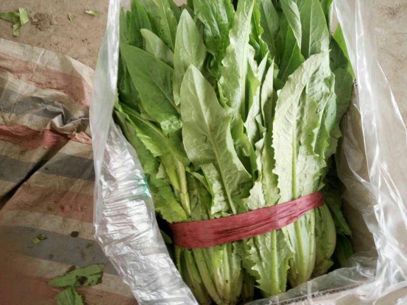 油麦菜