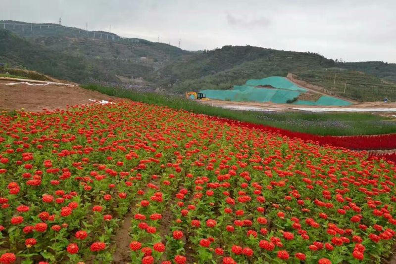 夏堇种苗夏堇基地夏堇产地夏堇穴盘苗夏堇几种颜色