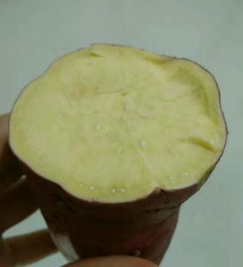 红薯黄心3两以上