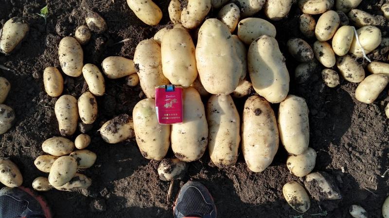 山东小棚荷兰十五土豆量大，质优价廉大量供应