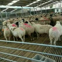 波尔山羊种羊30~50斤羊羔一只多少钱