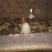 土鸡苗1斤以下