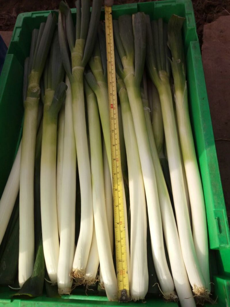 长白大葱30~40cm毛葱3cm左右