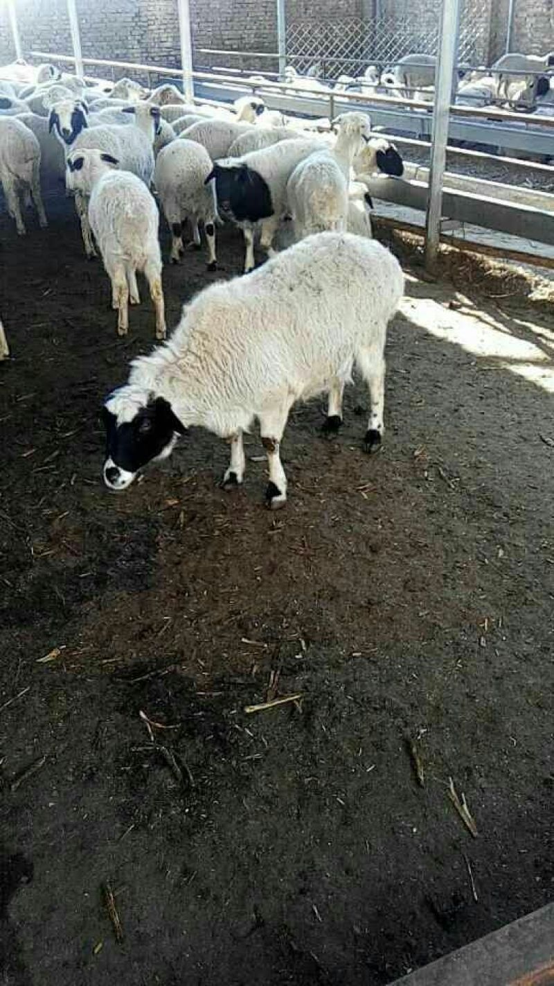 肉羊
