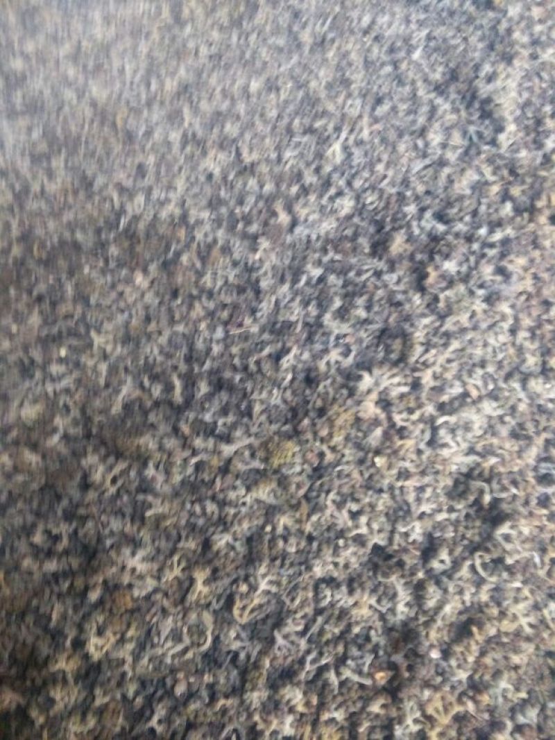 吴茱萸中花统