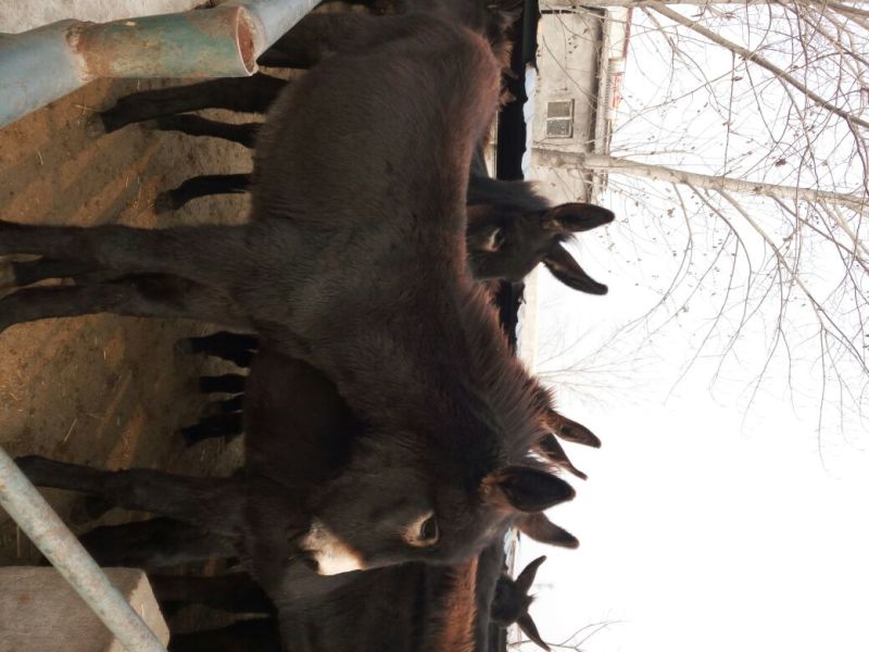 德州驴