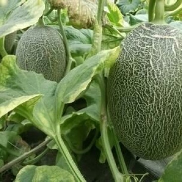 西州蜜瓜3斤以上长圆形