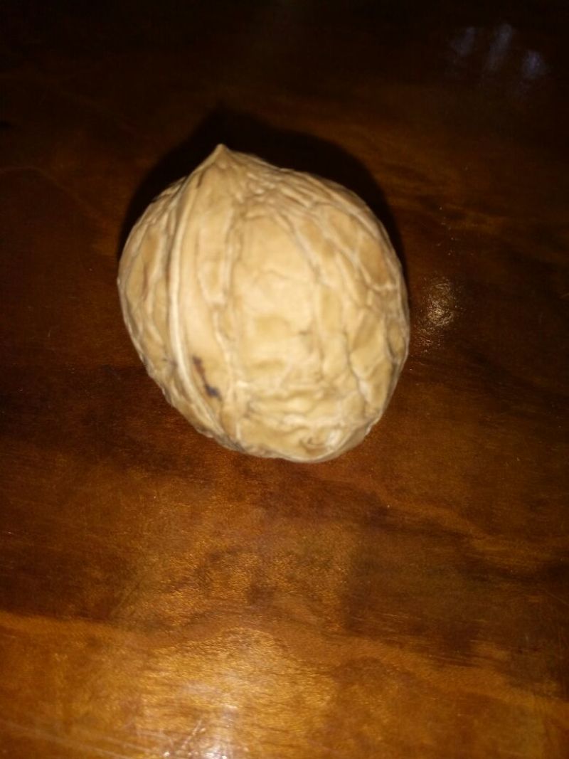 野生核桃去皮干