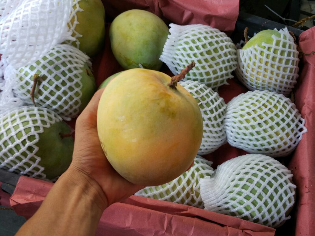 海南海口市琼山区澳芒 10两以上批发_薛奇友供