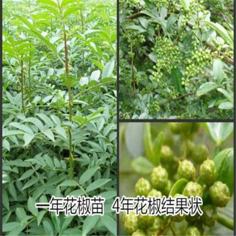 花椒苗0.5~1年